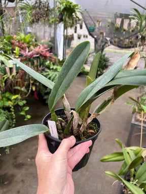 Orquídea Laelia tenebrosa - algumas com Espata – Adulta e Apta à Floração