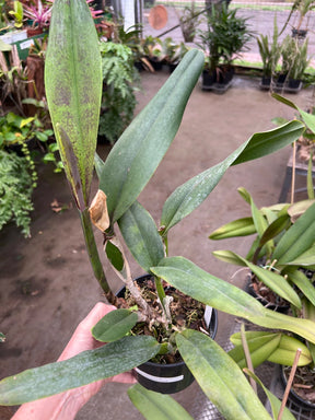 Orquídea Laelia tenebrosa - algumas com Espata – Adulta e Apta à Floração