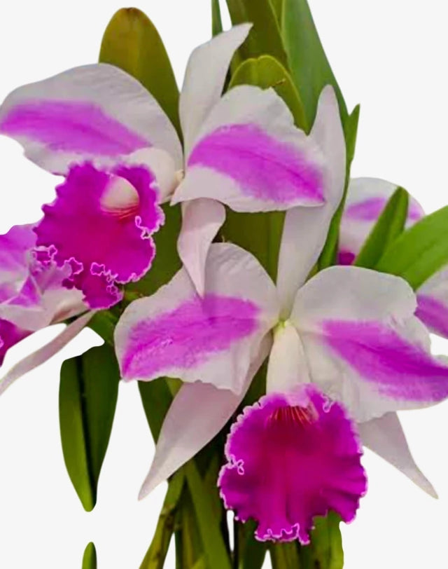 Orquídea Lc. Excelsior “The Glob” Adulta – Apta para Floração