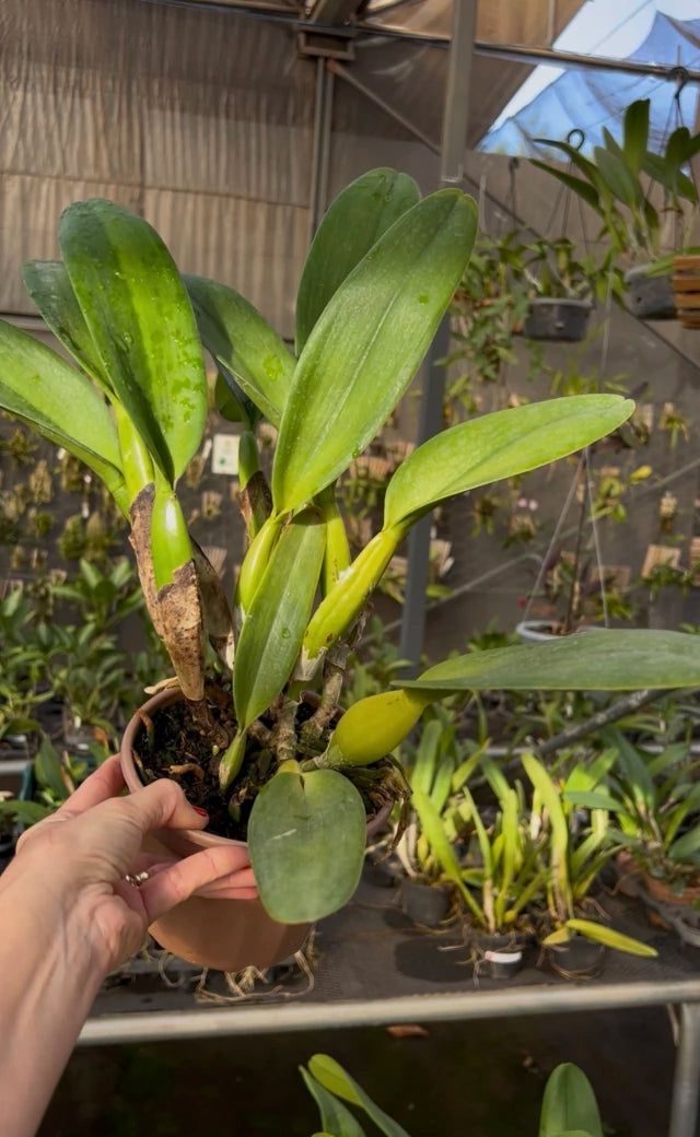 Orquídea Lc. Excelsior “The Glob” Adulta – Apta para Floração