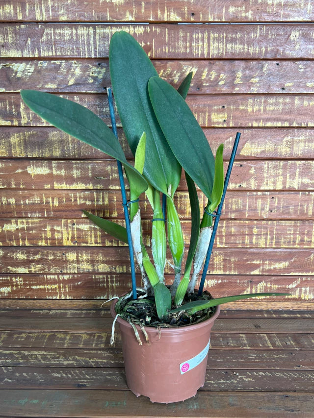 Orquídea Lc. Mildred Rives – Adulta e Apta à Floração