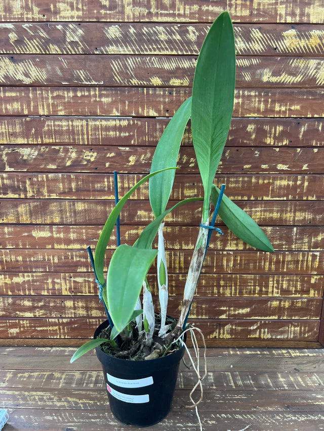 Orquídea Lc. Wrigley “blue heaven” - adulta, bem formada. Vaso 17