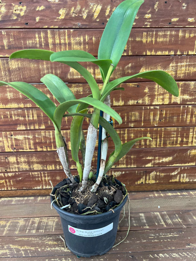 Orquídea Magic Meadow naooleon x C. Guttata - adulta e já deu flor em 2025