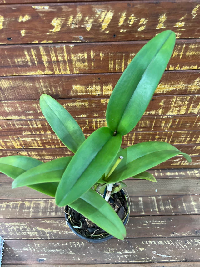 Orquídea Magic Meadow naooleon x C. Guttata - adulta e já deu flor em 2025