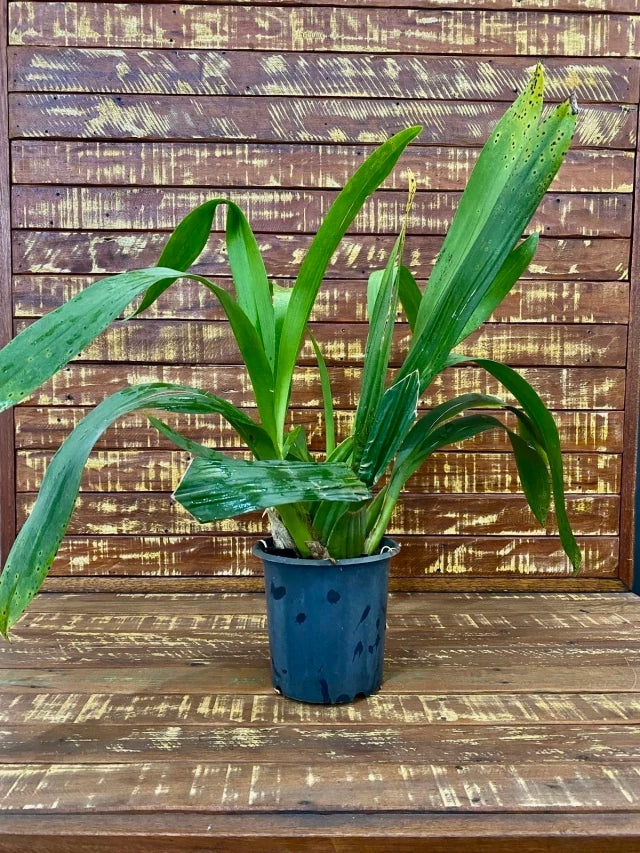 Orquídea Oncidium diversas espécies, adultas e sem flores