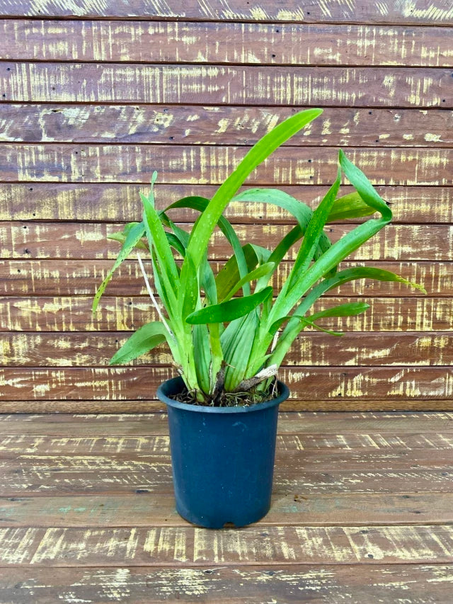 Orquídea Oncidium diversas espécies, adultas e sem flores