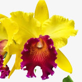 Orquídea Blc. Alma Kee ‘Tipmalee’ – Adulta e Apta à Floração, Flor Amarela com Labelo Vermelho Perfumada