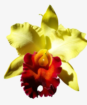 Orquídea Blc. Alma Kee ‘Tipmalee’ – Adulta e Apta à Floração, Flor Amarela com Labelo Vermelho Perfumada