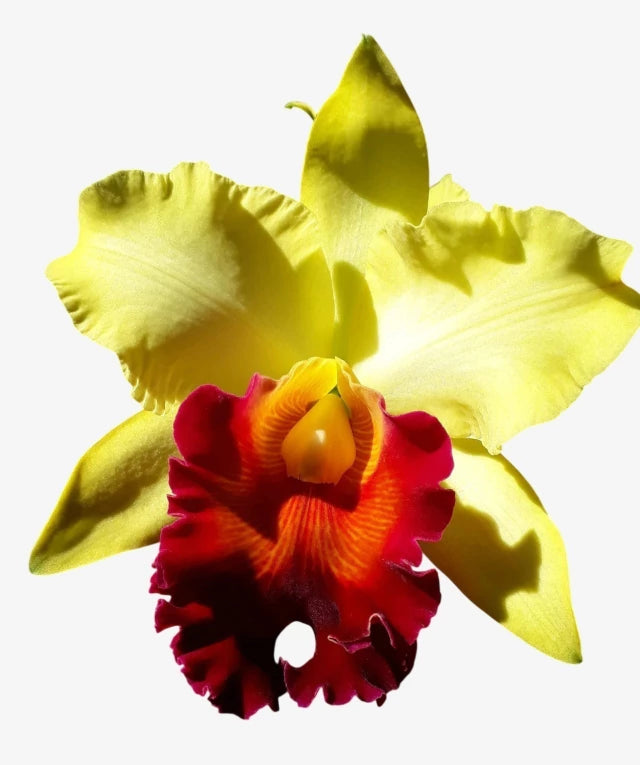 Orquídea Blc. Alma Kee ‘Tipmalee’ – Adulta e Apta à Floração, Flor Amarela com Labelo Vermelho Perfumada