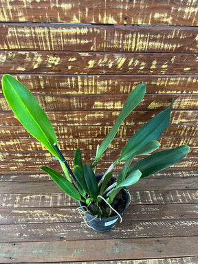 Orquídea Blc. Alma Kee ‘Tipmalee’ – Adulta e Apta à Floração, Flor Amarela com Labelo Vermelho Perfumada