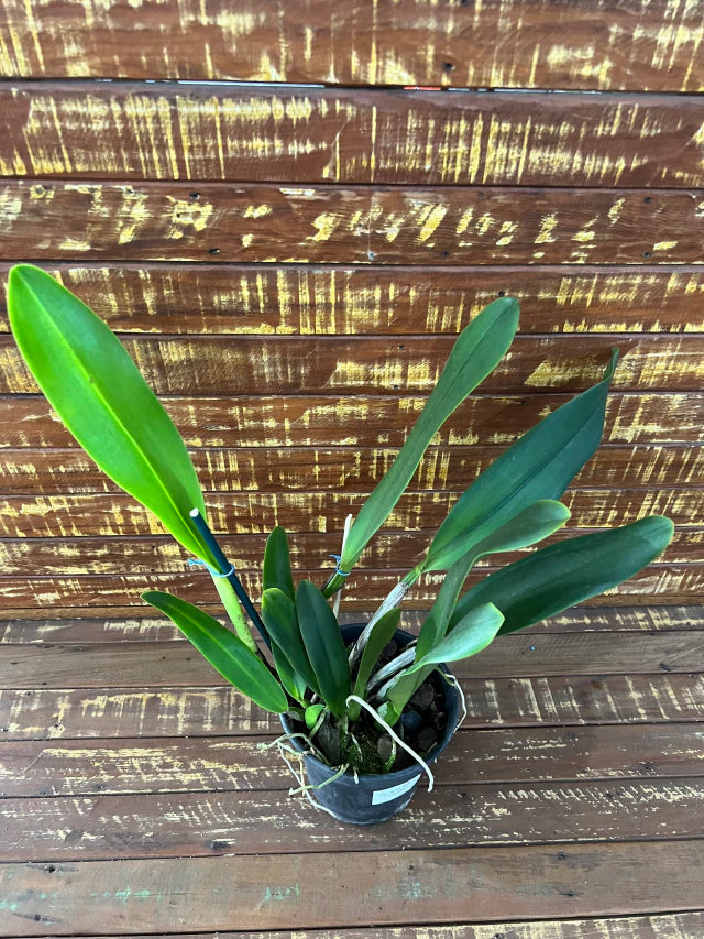 Orquídea Blc. Alma Kee ‘Tipmalee’ – Adulta e Apta à Floração, Flor Amarela com Labelo Vermelho Perfumada