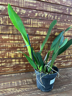 Orquídea Blc. Alma Kee ‘Tipmalee’ – Adulta e Apta à Floração, Flor Amarela com Labelo Vermelho Perfumada