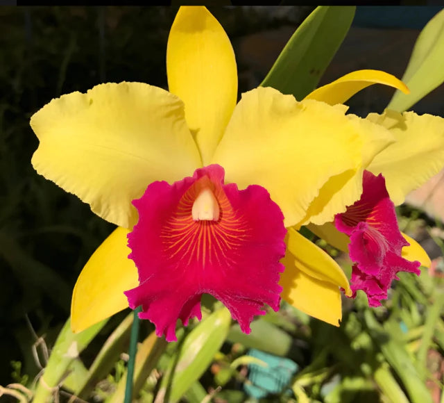 Orquídea Blc. Alma Kee ‘Tipmalee’ – Adulta e Apta à Floração, Flor Amarela com Labelo Vermelho Perfumada