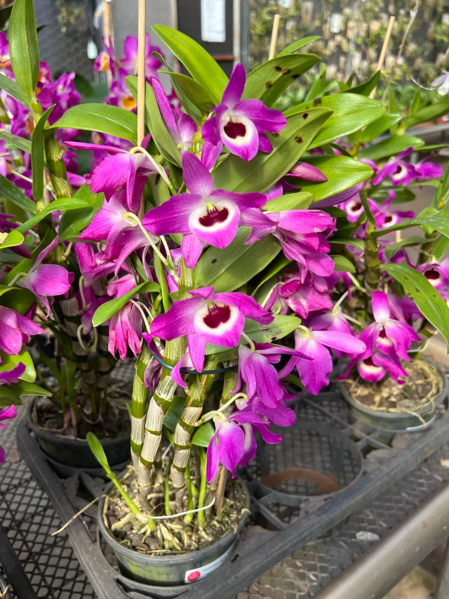 Orquídea de Dendrobium Nobile pink com roxo - flores em 12.09.25