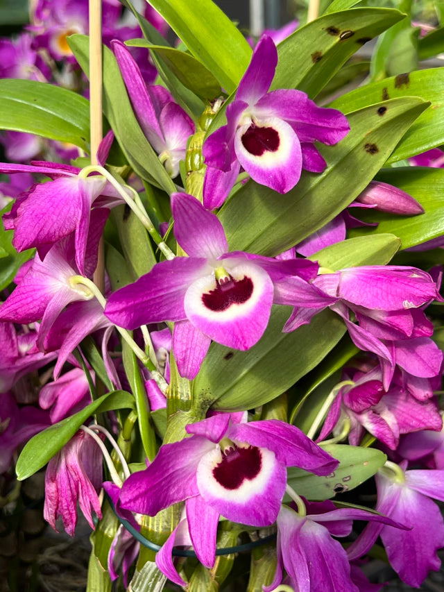 Orquídea de Dendrobium Nobile pink com roxo - flores em 12.09.25