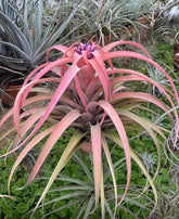 Tillandsia capitata Peach (importada)