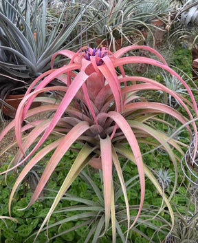Tillandsia capitata Peach (importada)