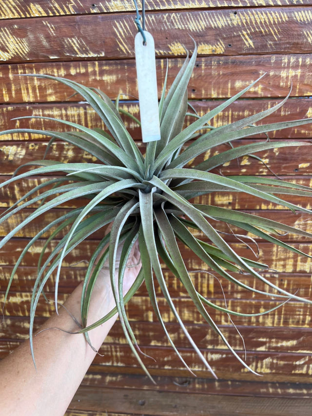 Tillandsia capitata Peach (importada)