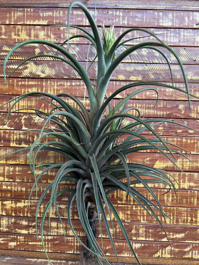 Tillandsia sunset glown (coleção da Ju) importada