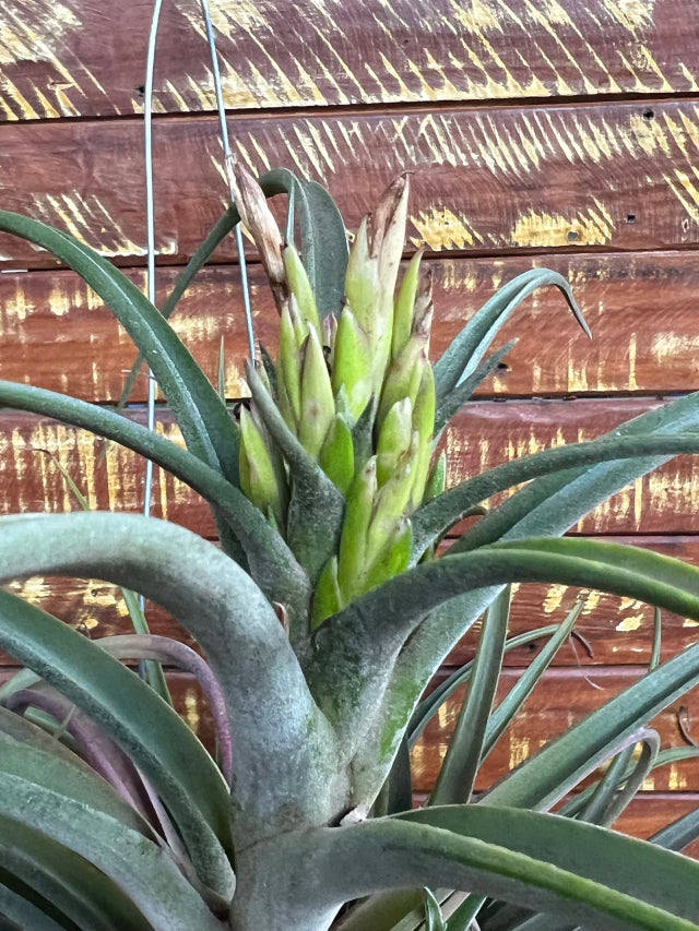 Tillandsia sunset glown (coleção da Ju) importada