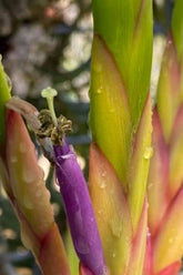 Tillandsia wisdomiana (coleção Ju)