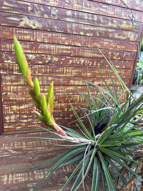 Tillandsia wisdomiana (coleção Ju)