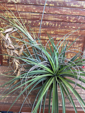 Tillandsia wisdomiana (coleção Ju)